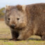 Wombat