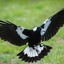 Notorious Magpie