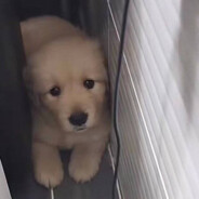 好运连连小狗酱