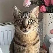 MopiMopi ヾΦωΦツ