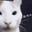Meow Zedong