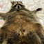 Draggin_Nutz