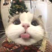 佩佩酸辣土豆丝