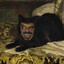 Shrekogua