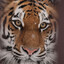 TIGERPEEK Kmsbeer