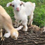 FluffyGoat