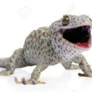 Gustaf das Geile Gekko