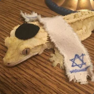 Shalomander