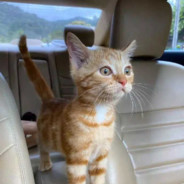 请教一下，我该出什么？