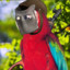 parrot