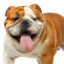 Bulldog