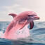 Ass Hole Dolphin