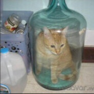 cat in a bottle