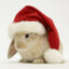 XmasBunny