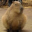 CaPyBaRa's avatar