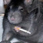 Tumbled Rat