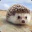 Hedgehogs99