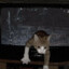 TheCat