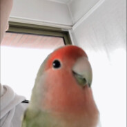 桃桃努力种玉米