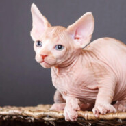 Hervé Renard ⭐⭐⭐