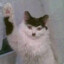 Hail Meowtler