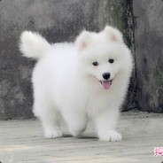 会的操作可多了。