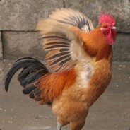 著名老实人