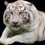 White Tiger