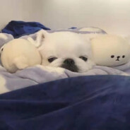 羊洋烊