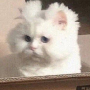 吉良吉影的大猫猫z