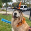 Spooky Doggo