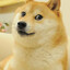 Dogmode