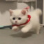 顿顿