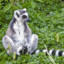 LuckyLemur