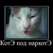 КоТе_ПоД_НаРкОтЕ