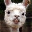 Llama