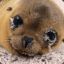 Baby Seal Clubber