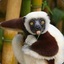 Lemur