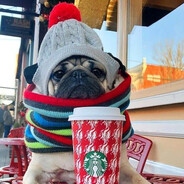 Мопсявв:3🥥