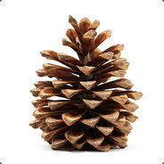 pinecone