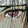 Li-zaRU