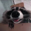 Raccoonus