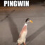 Pingwin