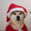 狗剩儿2333