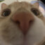 Piggy