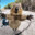 Quokka