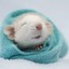 Hamster Roll