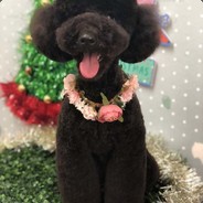 Sugar | Schrödinger’s dog