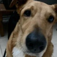 ivito