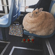 FatBunny.wav